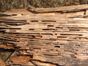 carpenter ant damage
