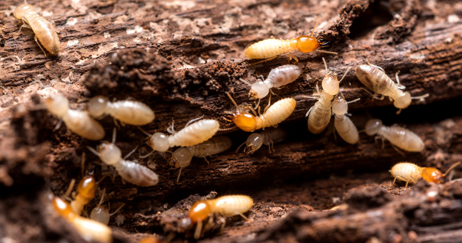 WDO-Termite2 Termite Inspection